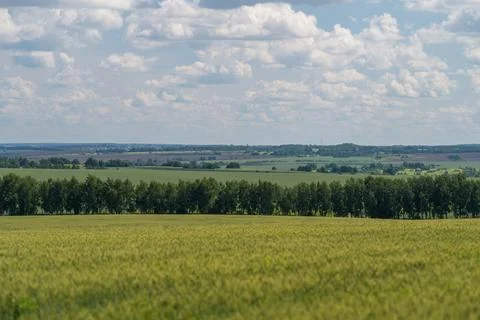 Vast green fields stretch towards a serene skyline underneath billowy cloud.. 写真素材