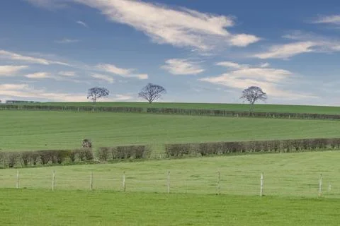 Vast green fields stretch under a bright blue sky 스톡 사진