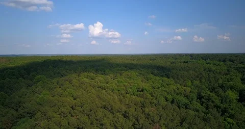 Vast green forest Stock Footage 98527127