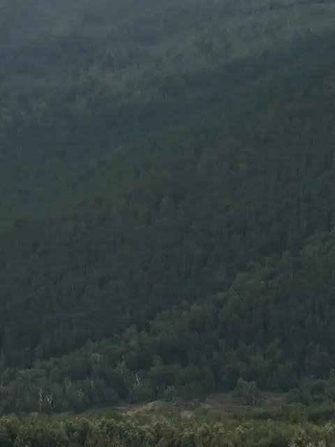 Vast Green Forest Slopes and Mountain Landscape Panorama Stock-Footage 342263827