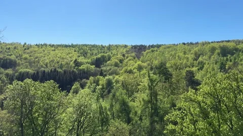 Vast green forest under clear blue sky in spring Stock Footage 310837579