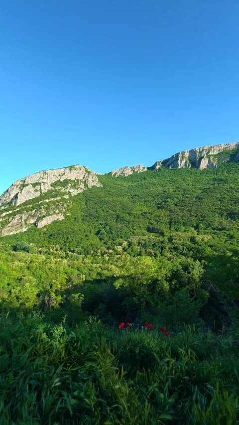 Vast green hills roll under clear blue skies. Sicevo Gorge, Serbia. Vertical Stock-Footage 337058408