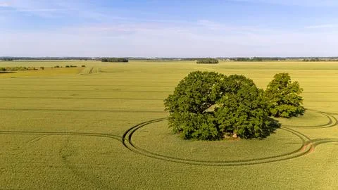 Vast green landscape features a single large tree with circular crop patterns 스톡 사진