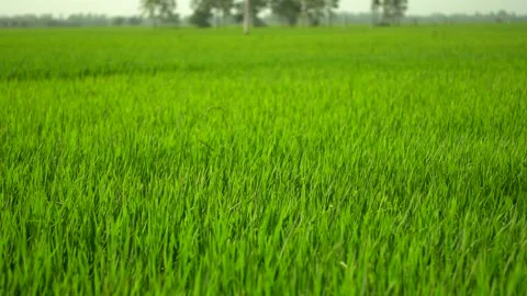 Vast green rice field landscape in rural village. Video stock 334331753