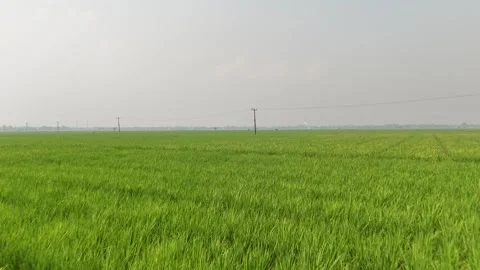 Vast Green Rice Field Under a Hazy Sky 動画素材 344516755