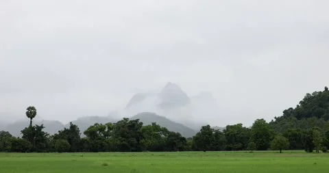 Vast green rice fields stretch out in front. Cloud covered the mountain peak. Video stock 314701604
