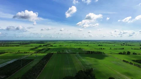 Vast green rice fields stretching under a bright blue cloudy sky Stock-Footage 342390542