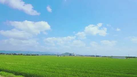Vast green rice fields under a beautiful blue sky with white clouds Vídeos de archivo 332182065