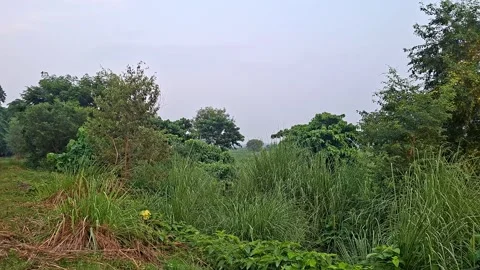 Vast Green Sugarcane Crop Field Stretching Under Overcast Sky Vídeos de archivo 344923852