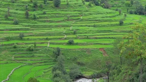 Vast Green Terraced Fields on Hillside - Rural Agricultural Landscape Stock Footage 312483700