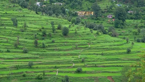 Vast Green Terraced Fields on Hillside - Rural Agricultural Landscape Stock Footage 312484452