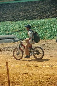 Vast of greenery fields of Java Land Stock Photos
