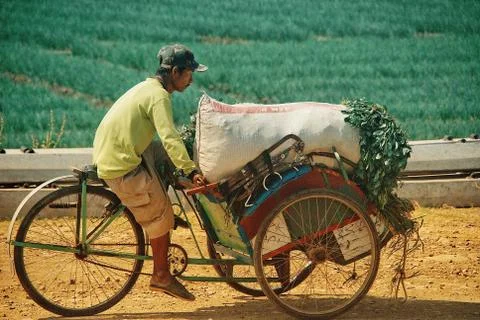 Vast of greenery fields of Java Land Stock Photos