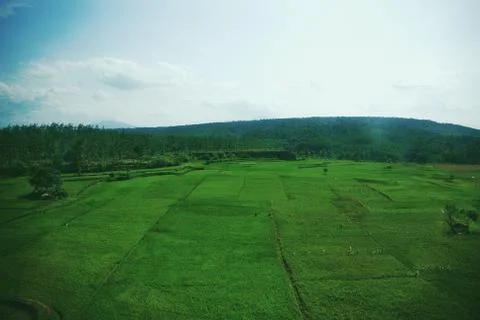 Vast of greenery fields of Java Land Stock Photos