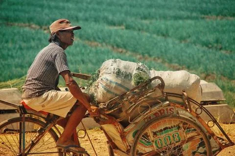 Vast of greenery fields of Java Land Stock Photos