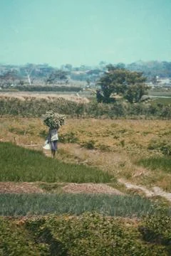 Vast of greenery fields of Java Land Stock Photos