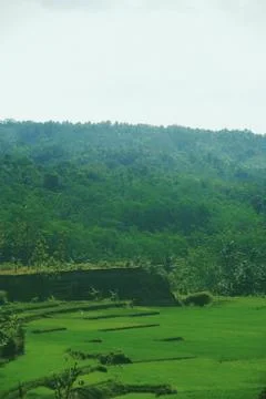 Vast of greenery fields of Java Land Stock Photos