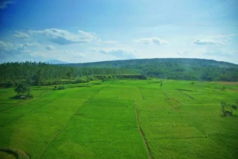 Vast of greenery fields of Java Land Stock-Fotos