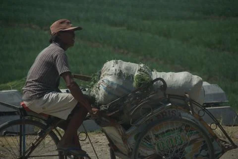 Vast of greenery fields of Java Land Stock Photos