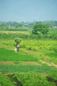 Vast of greenery fields of Java Land Stock Photos