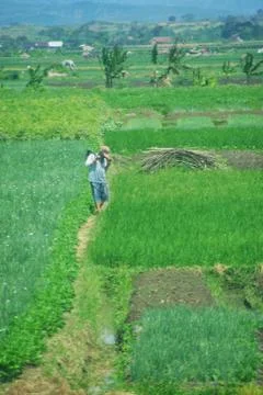 Vast of greenery fields of Java Land Stock Photos