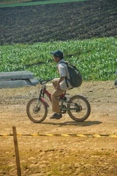 Vast of greenery fields of Java Land Stock Photos
