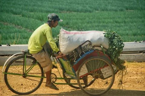 Vast of greenery fields of Java Land Stock Photos
