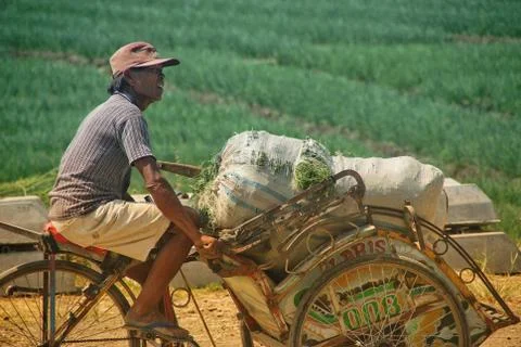 Vast of greenery fields of Java Land Stock Photos