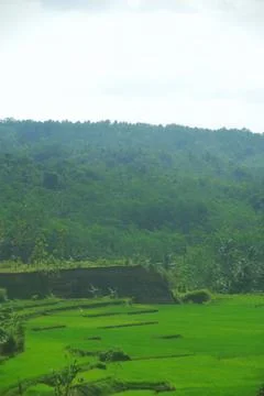 Vast of greenery fields of Java Land Foto stock
