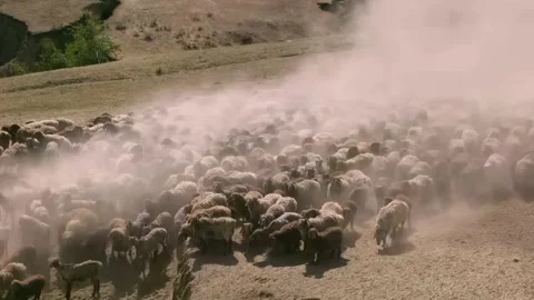Vast Herd of Sheep Migrating in Dust Cloud Across Dry Terrain, Xinjiang, China Stock Footage 337857440