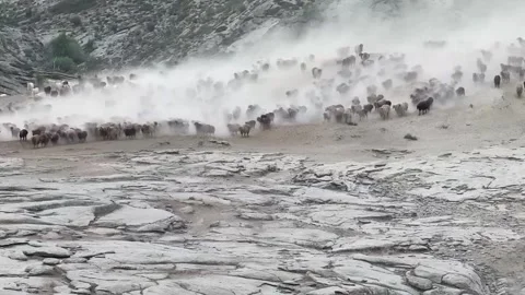 Vast Herd of Sheep Migrating Through a Dusty Mountain Valley in Xinjiang, China 動画素材 337857075