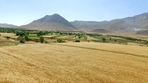 A vast landscape of golden wheat fields stretches out, stock footage. Stock Footage 304934905