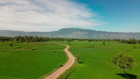 The vast landscape of green rice fields Stock Footage 266119051