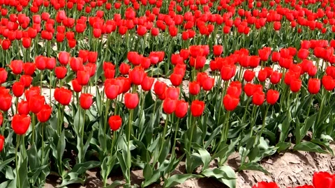 A vast landscape of red tulip fields Stock Footage 335141239