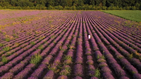 Vast Lavender Field Rows With A Single Person Walking Among Purple Blooms Stock Footage 331854685