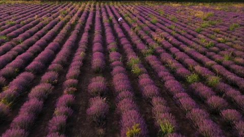 Vast Lavender Field Rows With A Single Person Walking Among Purple Blooms Vídeo Stock 331854852