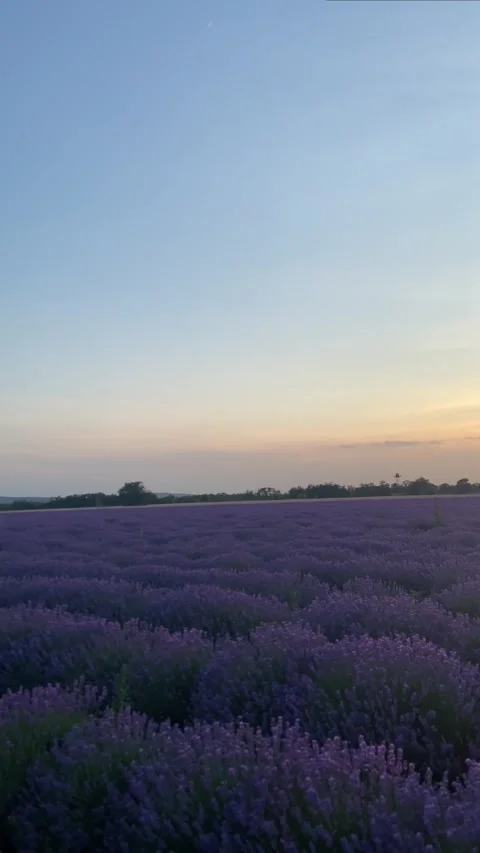 A vast lavender field under a gradient sunset sky. Hues of purple and blue merge Stock Footage 293123316