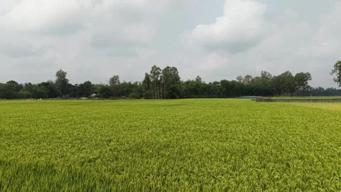 Vast Lush Green Rice Fields in Rural Bangladesh Countryside Stock Footage 333640297