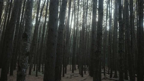Vast Misty forest isle surrounded by tall slender pine trees Stock Footage 142302111
