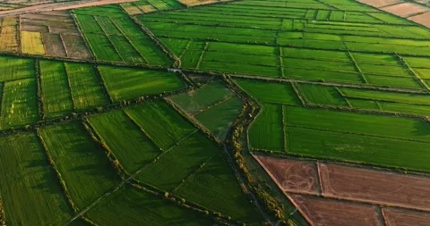Vast Mixed Crops Farmland Fields Tree Pathes Aerial Orbit High Altitude Vibrant Stock Footage 289420119