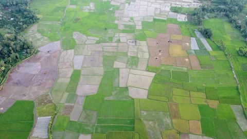 Vast Mosaic Rice Field Plots with Green Vegetation and Brown Cultivated Soil Stock Footage 346447134
