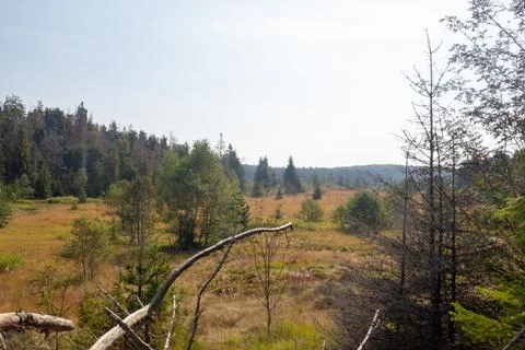 A vast, open field dotted with trees, bathed in warm sunlight, under a bright Stock Photos