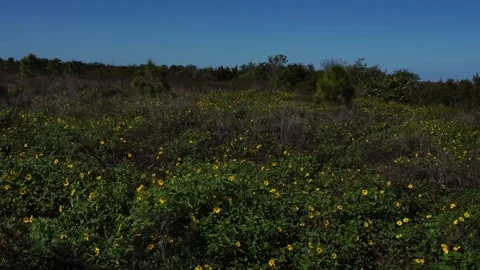 A vast open field filled with greenery and small bushes. In the foreground 스톡 동영상 331130556
