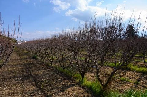 Vast orchard of dormant trees under a bright sky in early springtime nature.. 库存照片