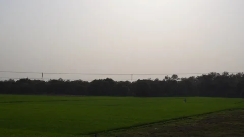A vast paddy field Stock Footage 304061535
