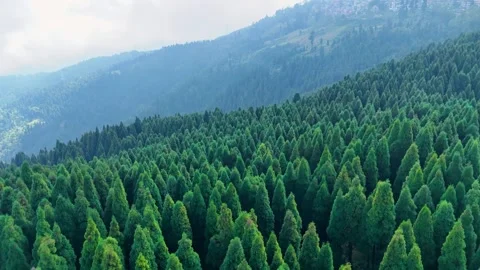 Vast Pine Forest Canopy Stretching Across Mountain Slopes Stock-Footage 340278381
