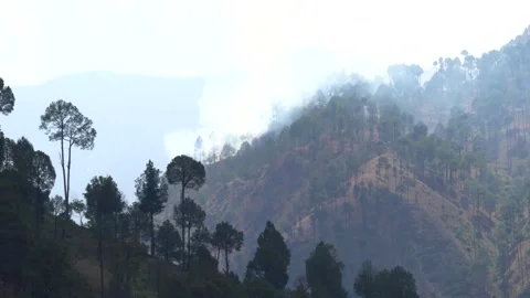 A vast pine forest seen against the backdrop of a wildfire. Video stock 278545200