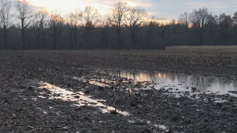 A vast puddle amidst a freshly plowed field. Rotting crop residue collects .. Video stock 260319320