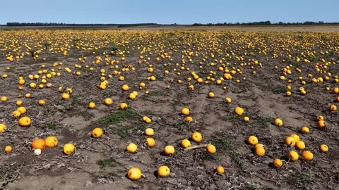 A vast pumpkin field filled with ripe orange pumpkins Stock Footage 346098554