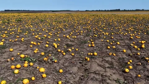 A vast pumpkin field filled with ripe orange pumpkins Video stock 346321984